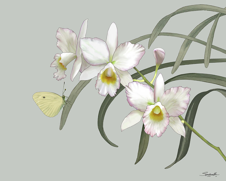 Three Orchid Blossoms Mixed Media by M Spadecaller