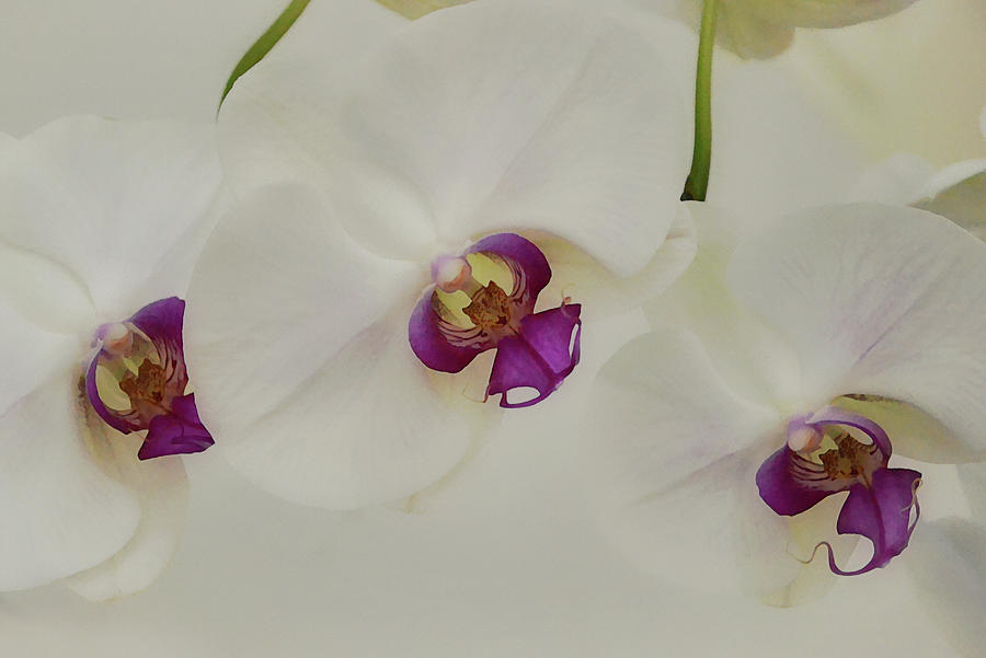 Three Orchid Flowers Up Close Digital Art by Gaby Ethington