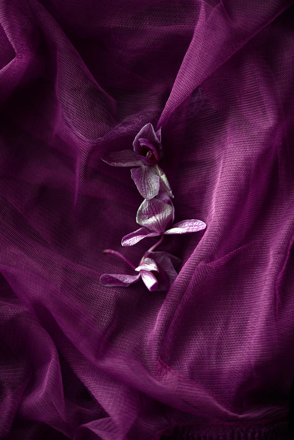 Three orchid petals Photograph by Kristina Strasunske