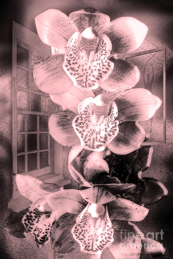 Three Orchids - Black And White Digital Art by Anthony Ellis