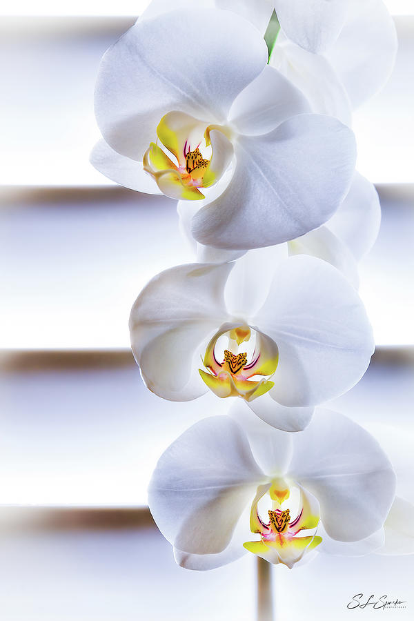 Three Orchids Photograph by Steven Sparks