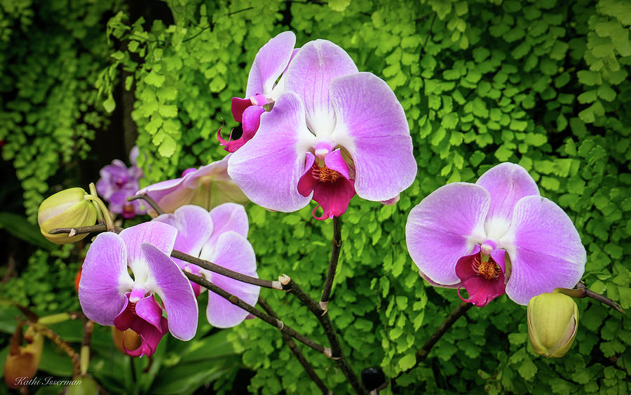 Three Orchids Photograph by Kathi Isserman