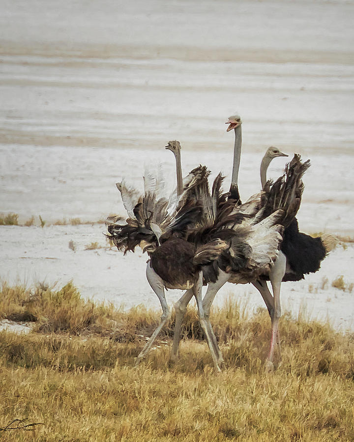 Three Ostriches, Feathers Aflutter Photograph by Belinda Greb