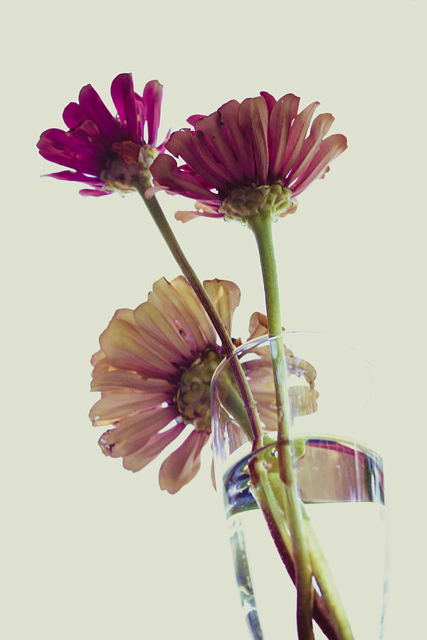 Three Overexposed Zinnias Photograph by W Craig Photography