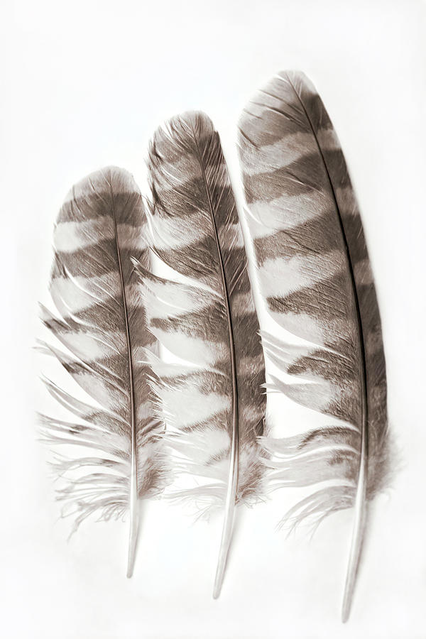 Three Owl Feathers Vintage Sepia Photograph by Kathi Mirto