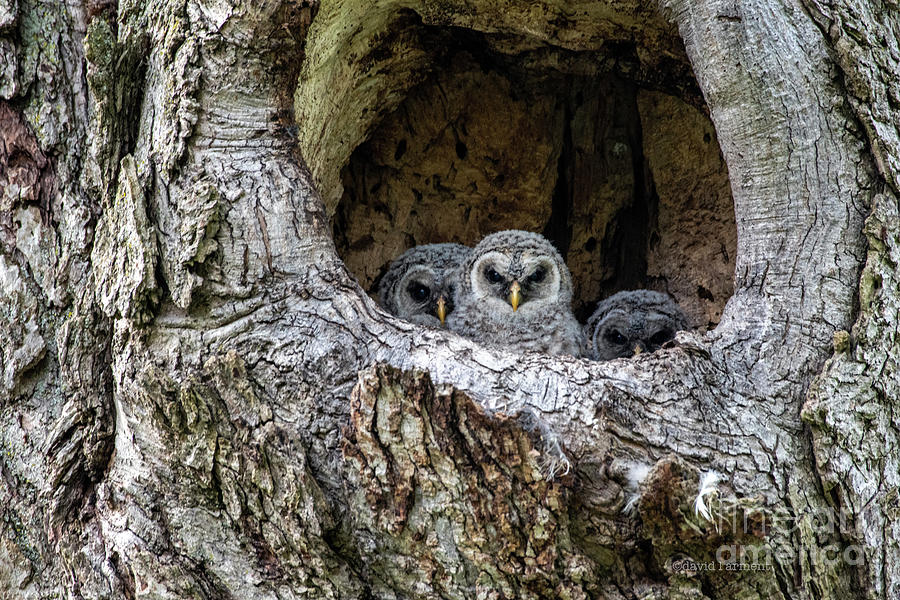 Three Owlets Photograph by David Arment