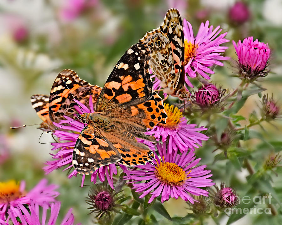 Three Painted Ladies Photograph by Kathy M Krause