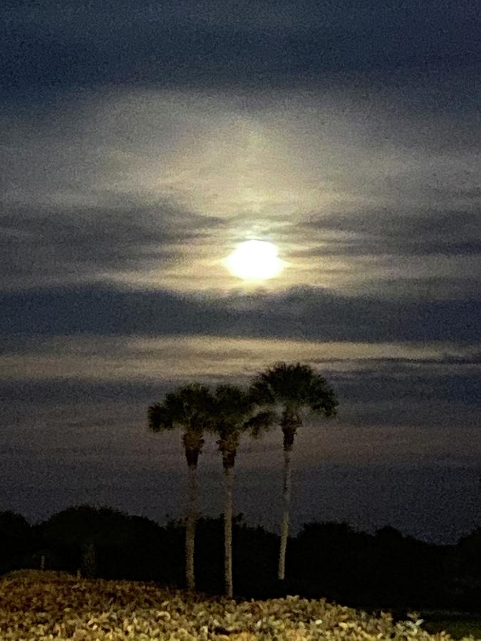 Three Palm Moon Photograph by Dorsey Northrup