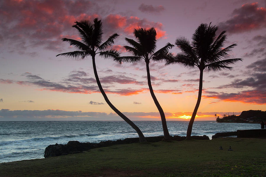 Three Palm Sunrise Photograph by Sean Davey
