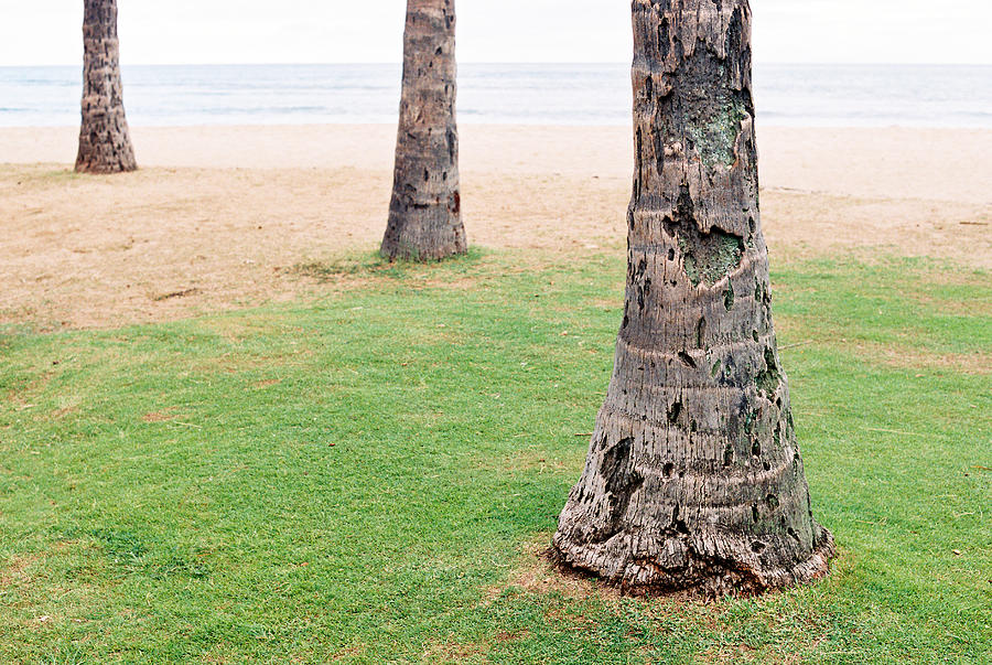 Three Palm Tree Trunks Waikiki Beach Hawaii Photograph by TJ Steib
