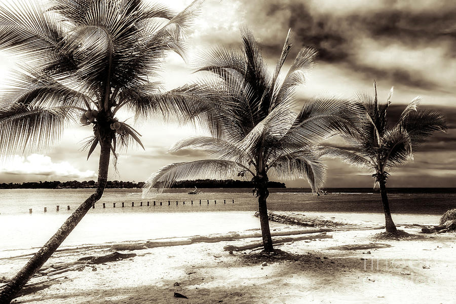 Three Palm Trees at Bocas del Drago Panama Photograph by John Rizzuto