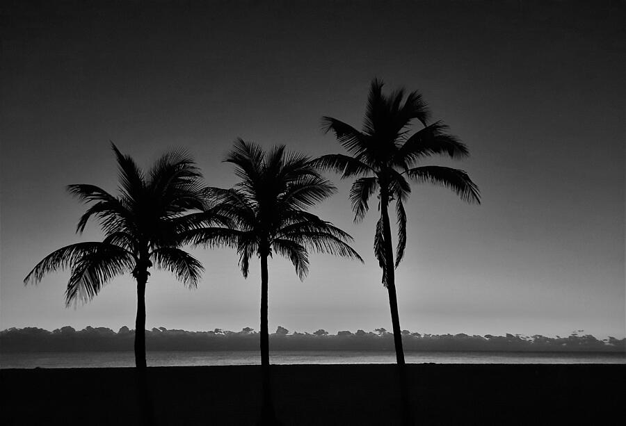 Nature Photograph - Three Palms in BW by Warren LaBaire Photography