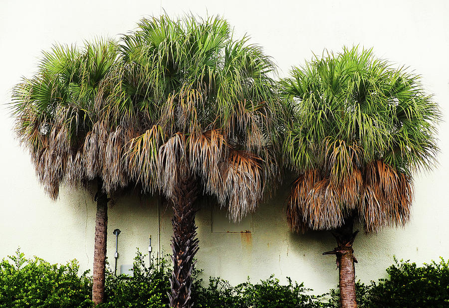 Three Palms Photograph by Luz Resto Three Palms Photograph by Luz Resto