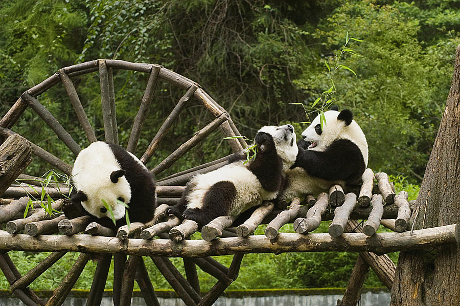 Three pandas (Alluropoda melanoleuca) sitting on a wooden platform Photograph by Glowimages