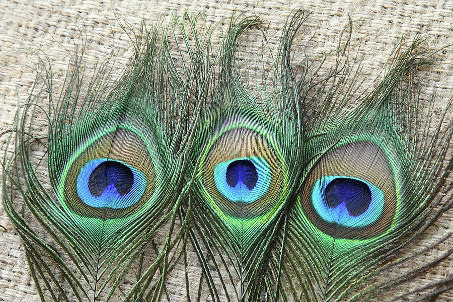 Three Peacock Feathers Photograph