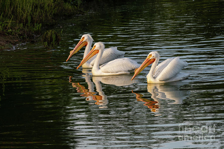 Three Pelican Swiming Photograph by Daniel Ryan