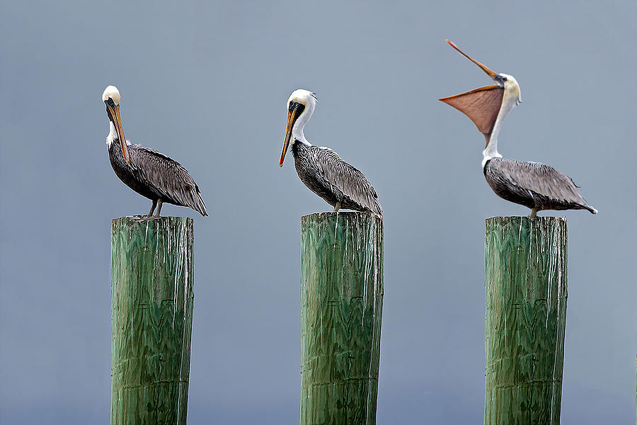 Three Pelicans 03 Photograph by Jim Dollar