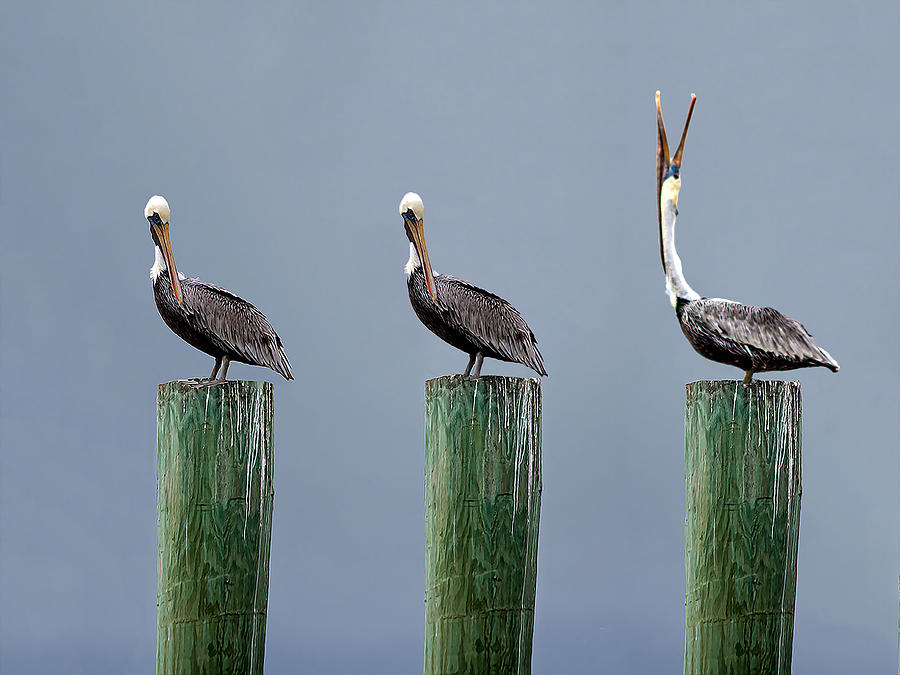 Three Pelicans 04 Photograph by Jim Dollar