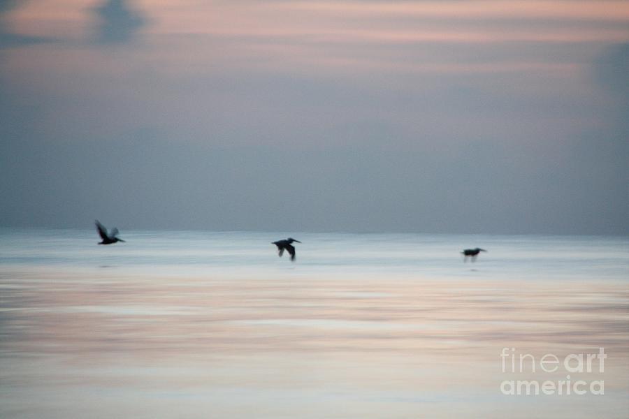 Three Pelicans at Sunset Digital Art by Donald Sawin Three Pelicans at Sunset Digital Art by Donald Sawin