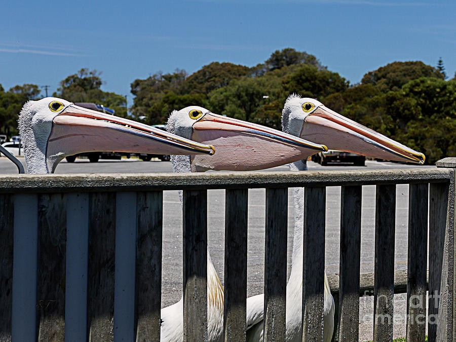 Three Pelicans Photograph by Elaine Teague