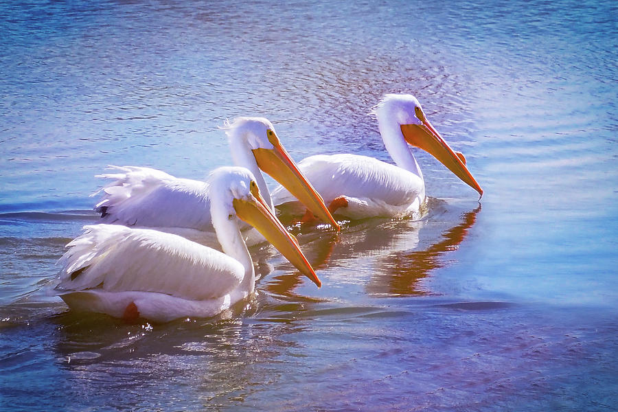 Three Pelicans  Photograph by Jerry Cowart