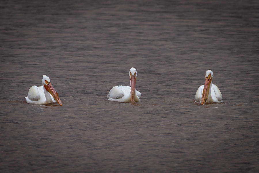 Three Pelicans Photograph by Matt Halvorson Three Pelicans Photograph by Matt Halvorson