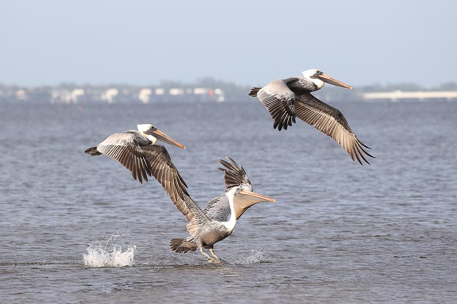 Three Pelicans Photograph by Mingming Jiang