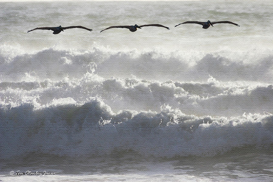Three Pelicans Three Waves Digital Art by Tom Janca Three Pelicans Three Waves Digital Art by Tom Janca