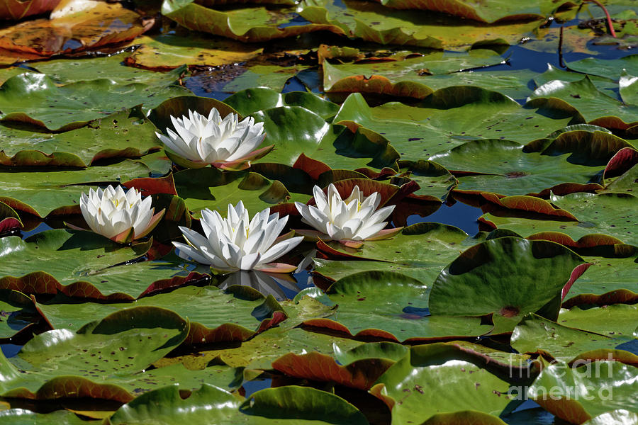 Three Perfect Water Lilies Photograph by Paul Mashburn