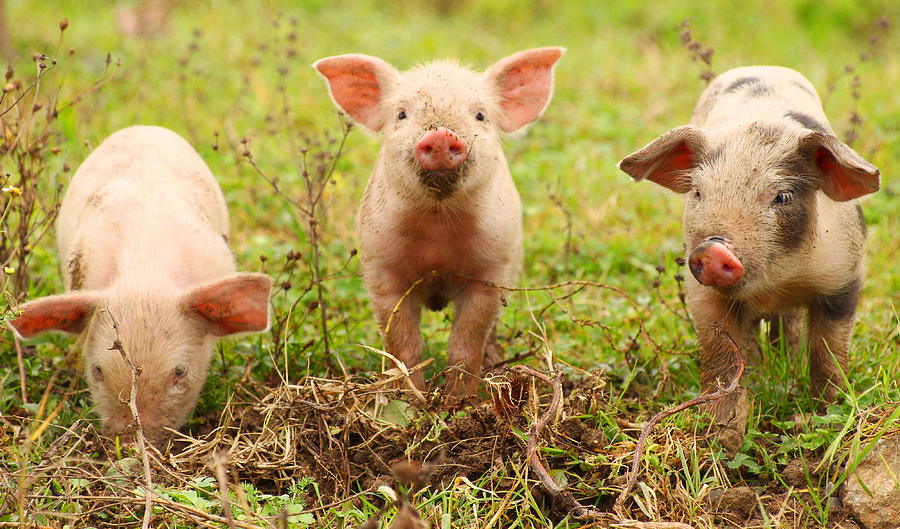 Three piglets Photograph by Balwan
