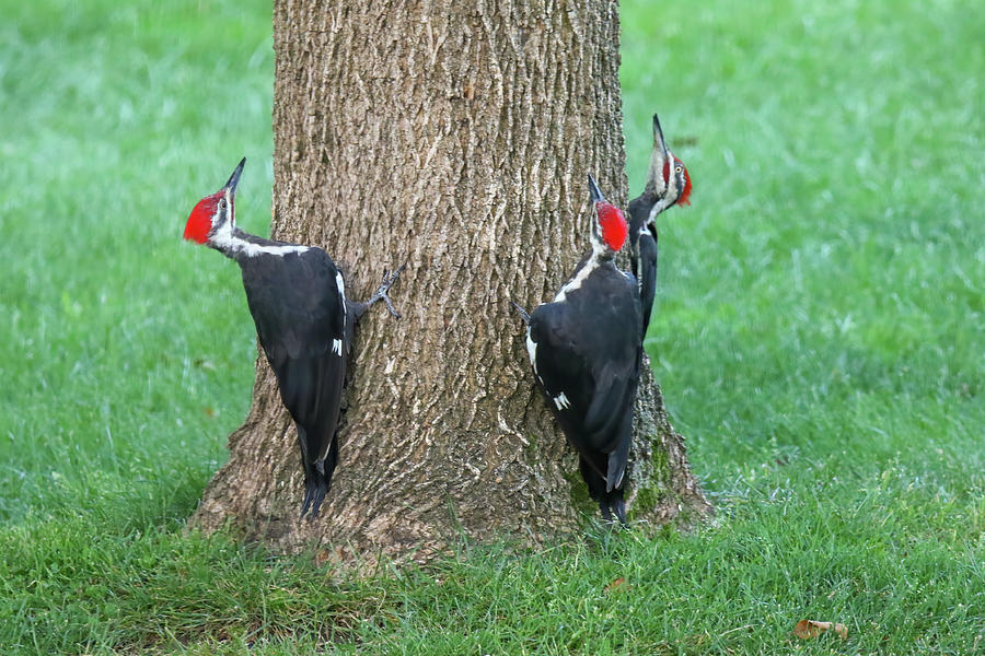Three Pileated Woodpeckers  Photograph by Brook Burling