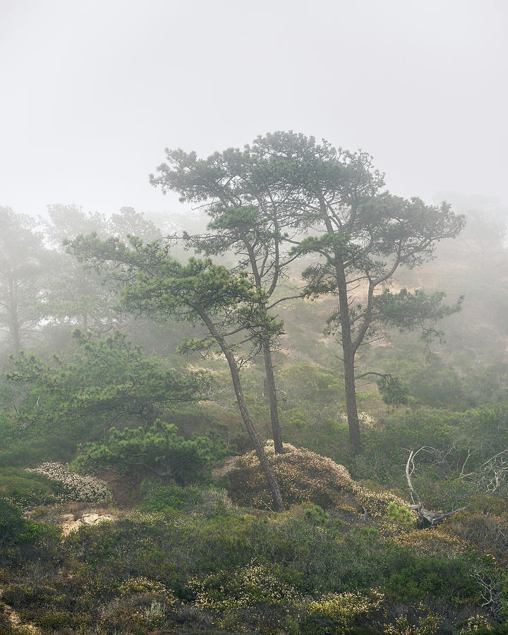 Three Pines in Coastal Fog Photograph by Joseph Smith