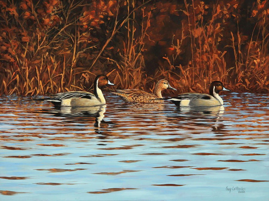 Three Pintails Painting by Guy Crittenden