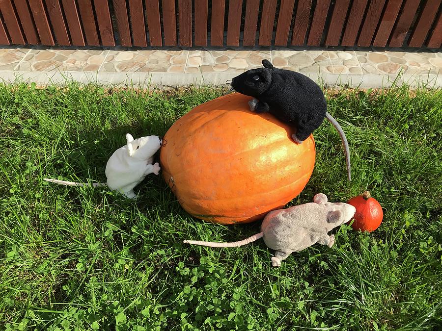 Three Plush Mice with Pumpkins Photograph by Jan Dolezal