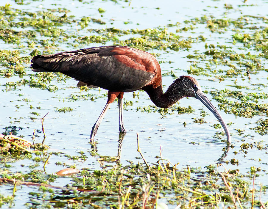 Glossy Ibis Photograph - Three Point Stance by Norman Johnson Glossy Ibis Photograph - Three Point Stance by Norman Johnson