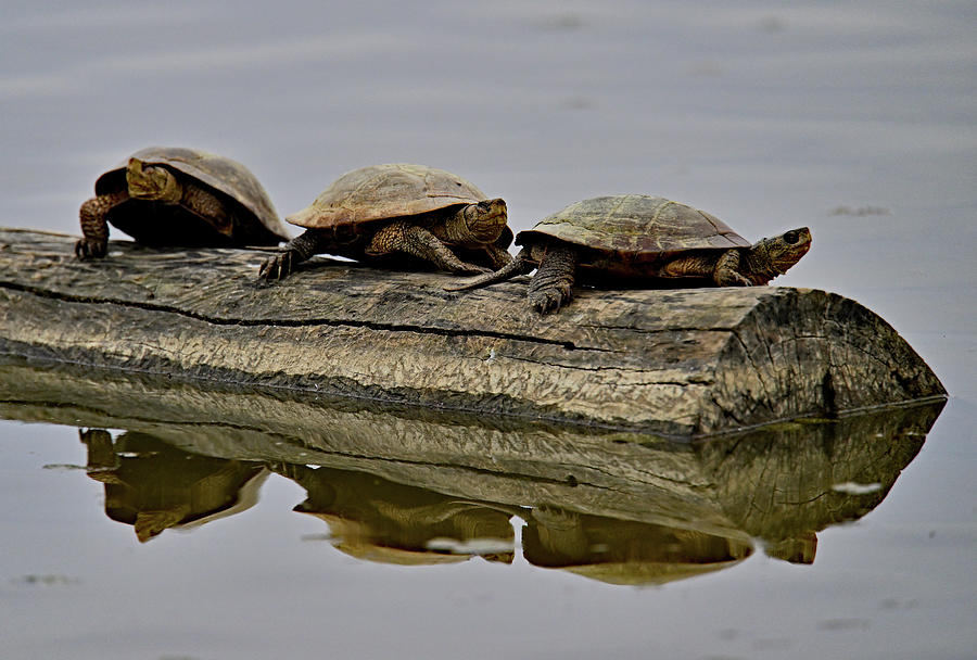 Three Pond Turtle on a Log - Sacramento NWR Photograph by Amazing Action Photo Video