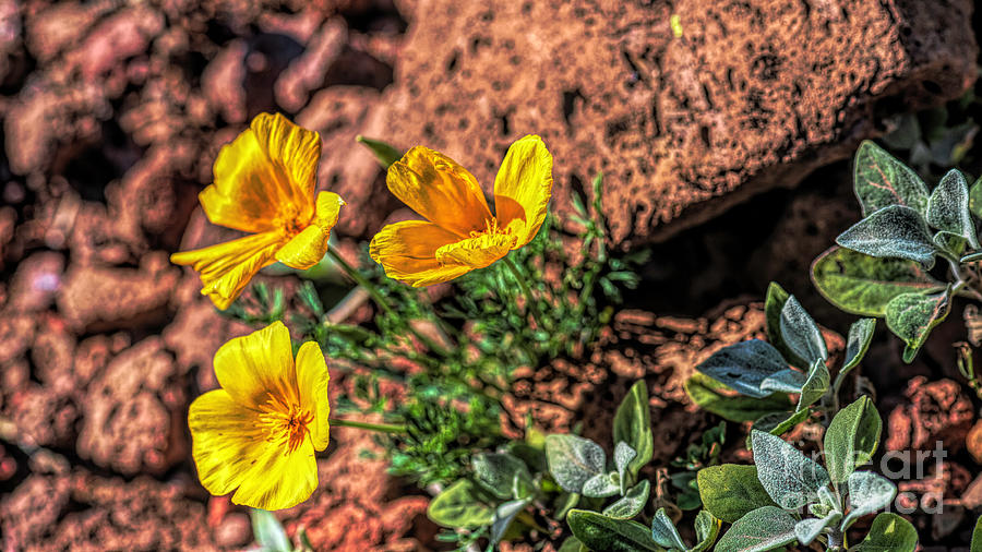 Three Desert Poppies Photograph by Pamela Dunn-Parrish