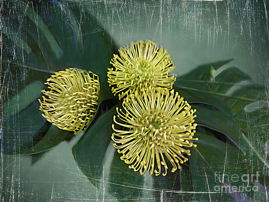 Three Protea Flowers Photograph by Trudee Hunter | Fine Art America