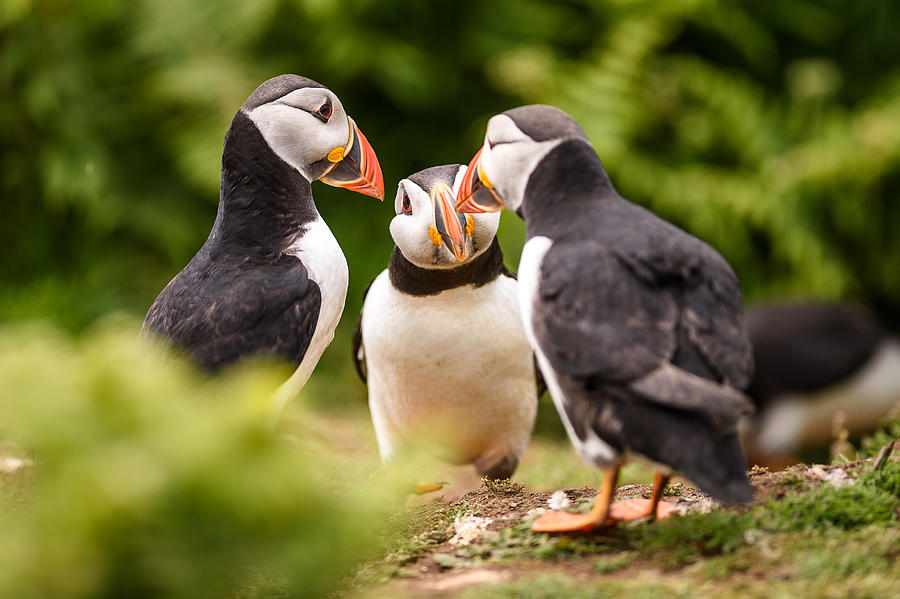 Three puffins appearing to converse together in a huddle Photograph by Nuzulu