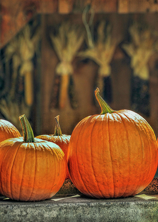 Three Pumpkins   Photograph by Cordia Murphy