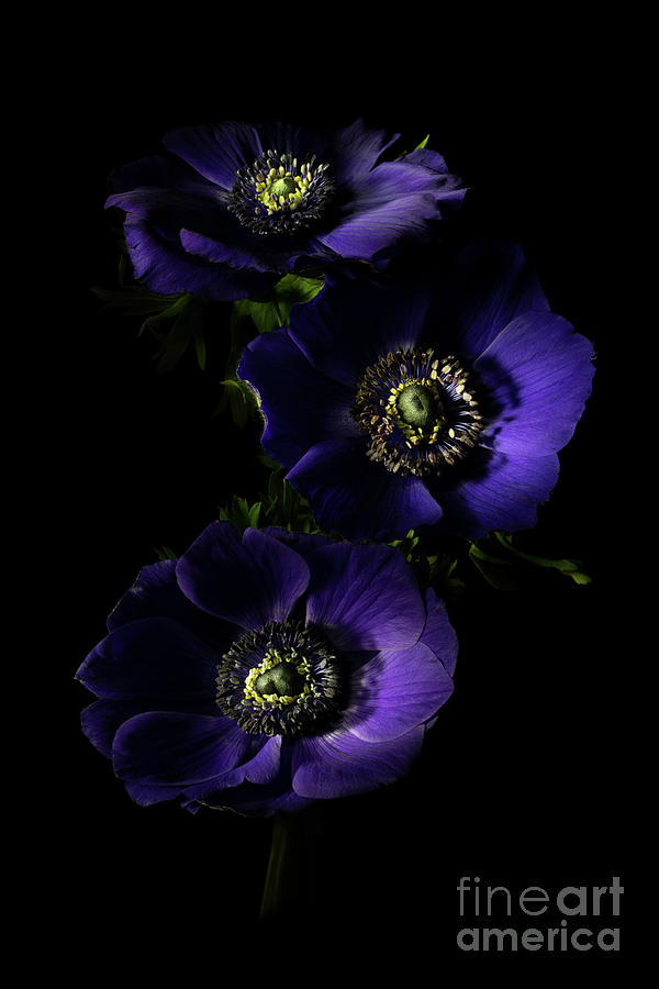 Three Purple Anemones 2 Photograph by Ann Garrett
