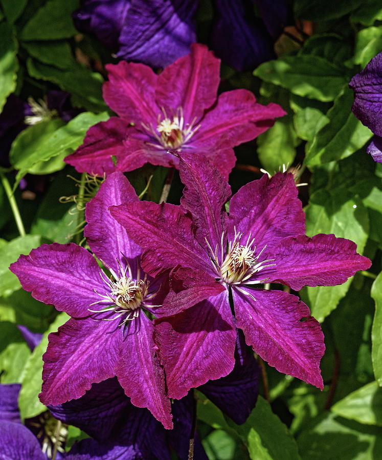 Three Purple Clematis Photograph by Jeff Townsend