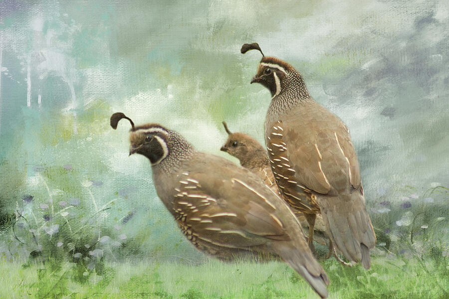 Quails in Spring Photograph by Marilyn Wilson