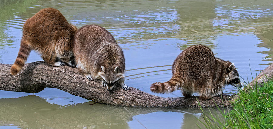 Three Raccoons on Tree Trunk in Pond Photograph by Arterra Picture Library