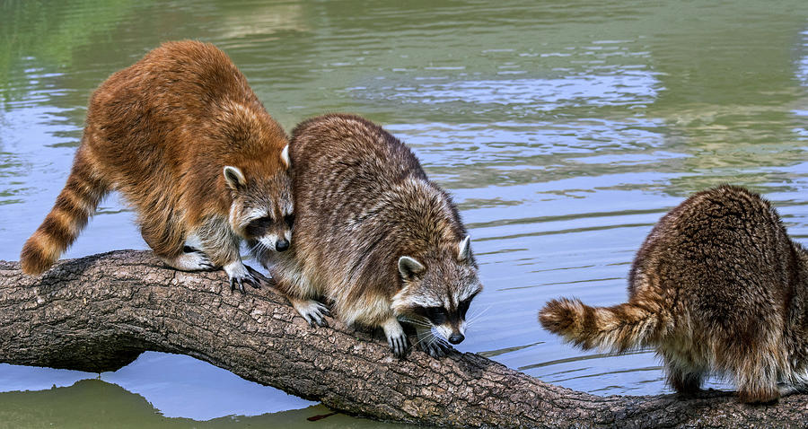 Three Raccoons Walking over Tree Trunk Photograph by Arterra Picture Library