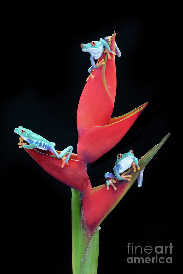 Three Red Eyed Tree Frogs On A Flower Photograph By Linda D Lester ...