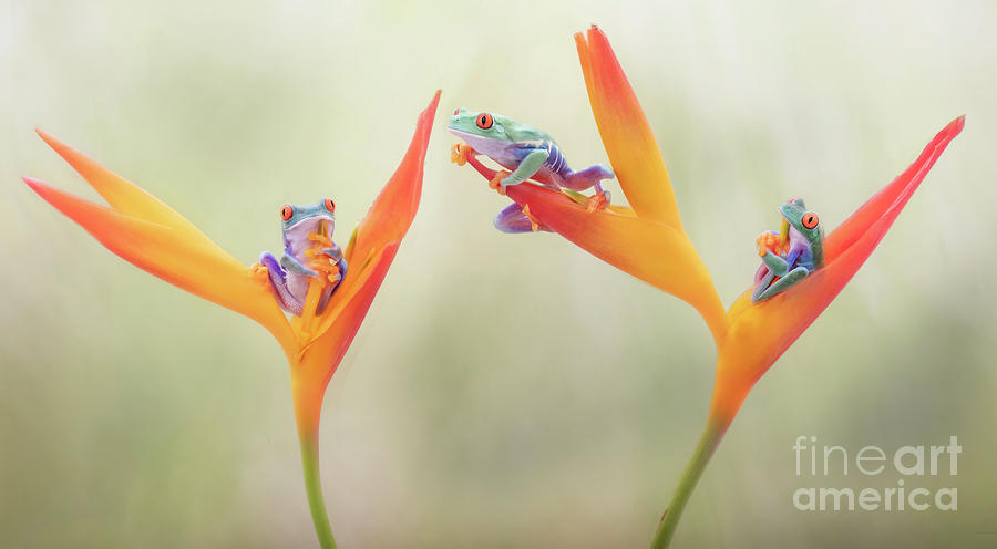 Frog Photograph - Three Red Eyed Tree Frogs on Bird of Paradise Flower by Linda D Lester
