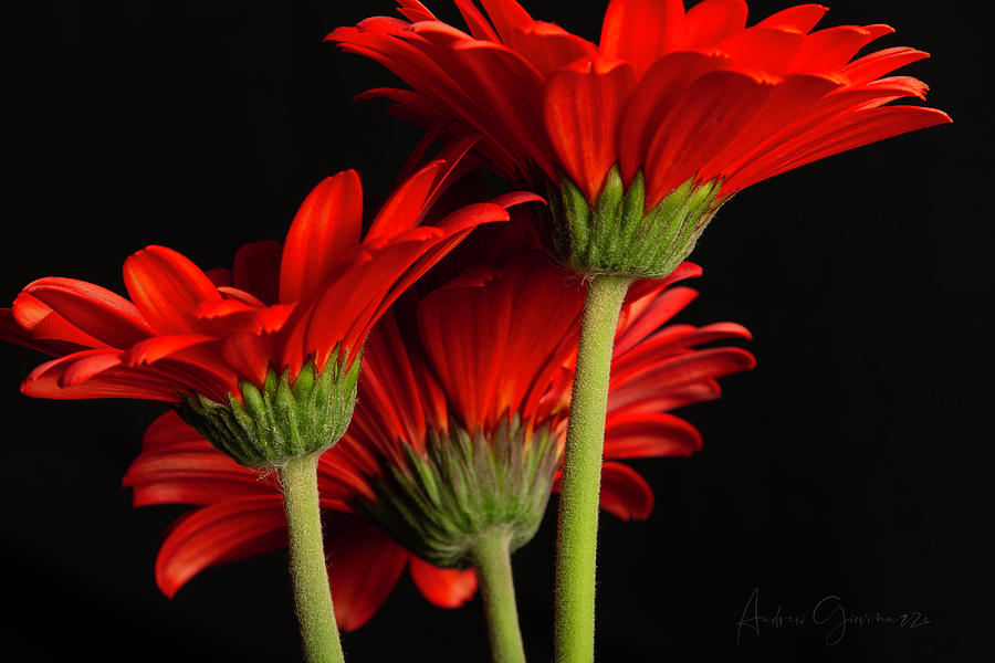 Three red flowers Photograph by Andrew Giovinazzo