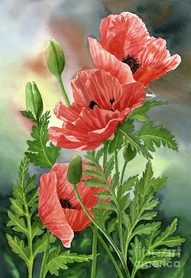 orange poppies