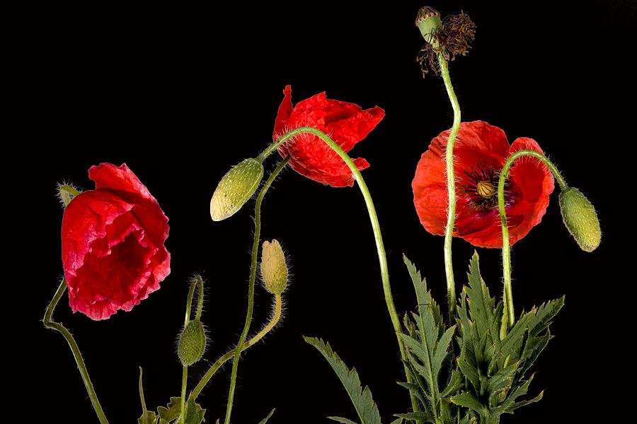Three Red Poppies On Black Photograph